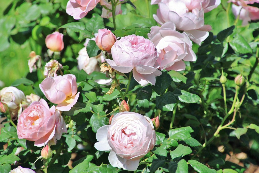 Foto: Exposición de rosas - Barcelona (Cataluña), España