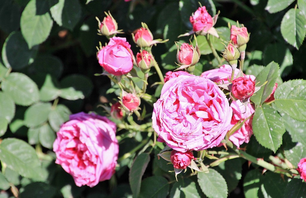 Foto: Exposición de rosas - Barcelona (Cataluña), España