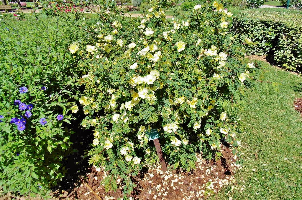 Foto: Exposición de rosas - Barcelona (Cataluña), España