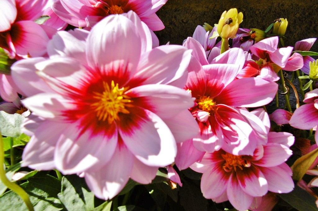 Foto: Girona tiempo de flores - Girona (Cataluña), España