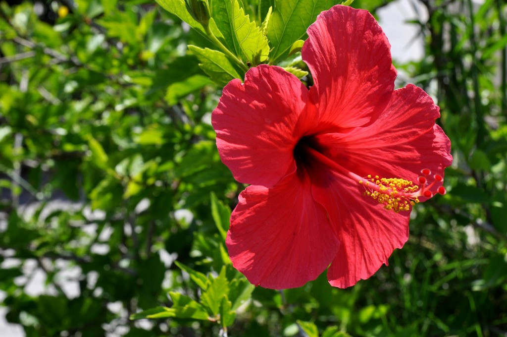 Foto: Detalle flor - Valencia (València), España