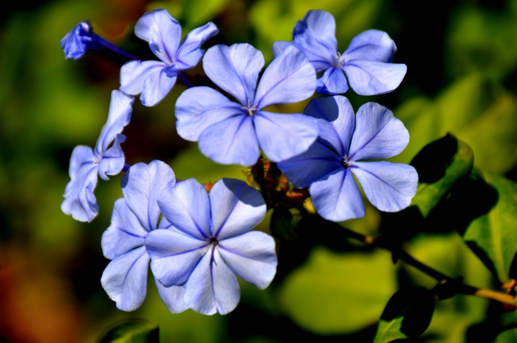 Foto: Detalle flores - Valencia (València), España