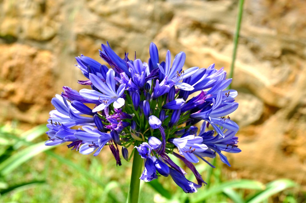 Foto: Detalle flor - Valencia (València), España