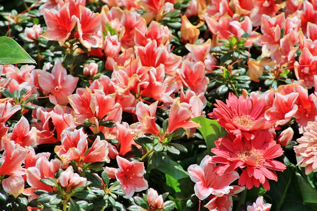 Foto: Girona tiempo de flores - Girona (Cataluña), España