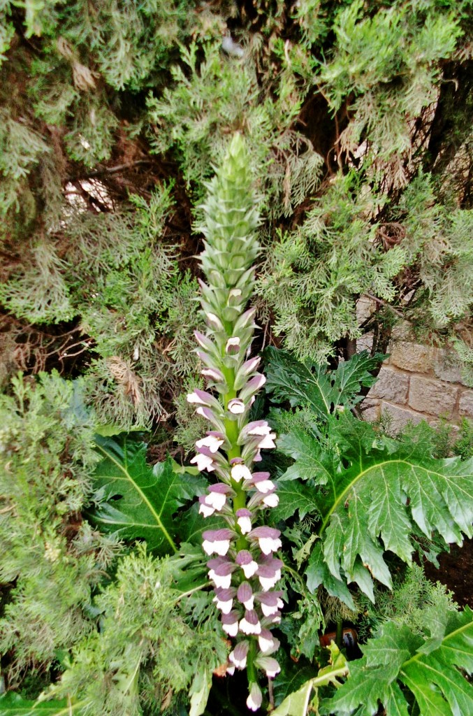 Foto: Girona tiempo de flores - Girona (Cataluña), España