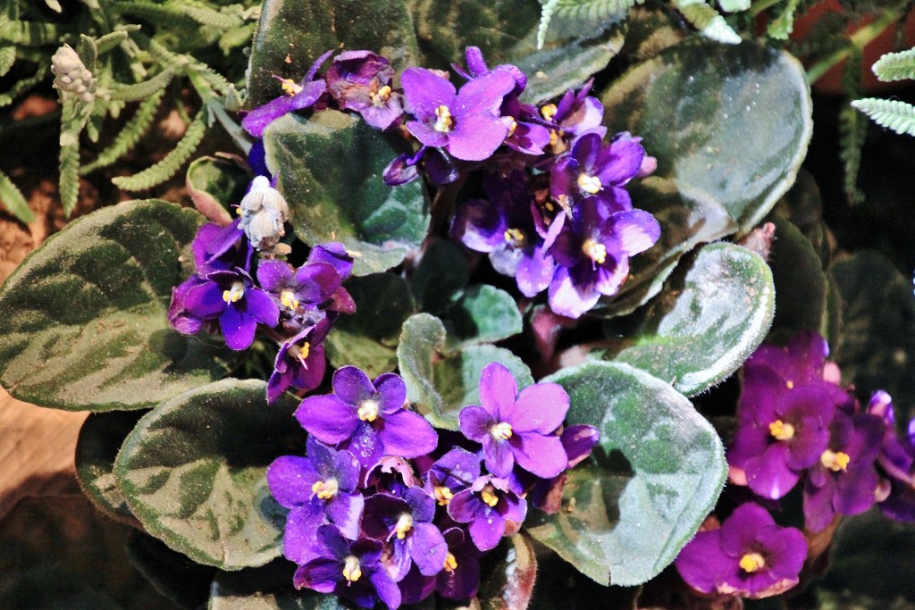 Foto: Girona tiempo de flores - Girona (Cataluña), España