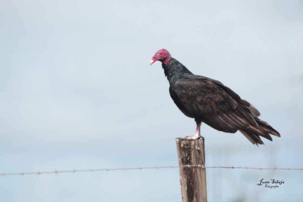 Foto de Guanacaste, Costa Rica