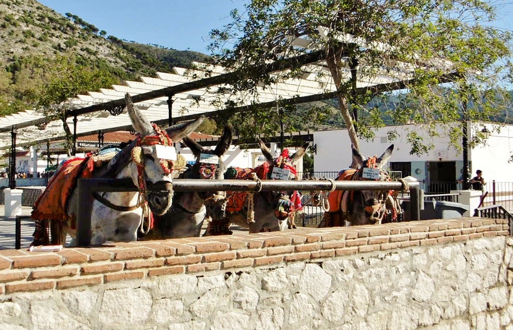 Foto: Burro-taxi - Mijas (Málaga), España