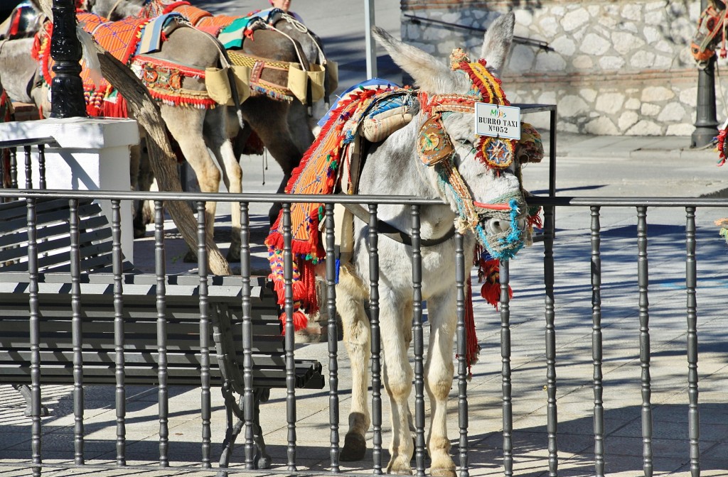 Foto: Burro-taxi - Mijas (Málaga), España