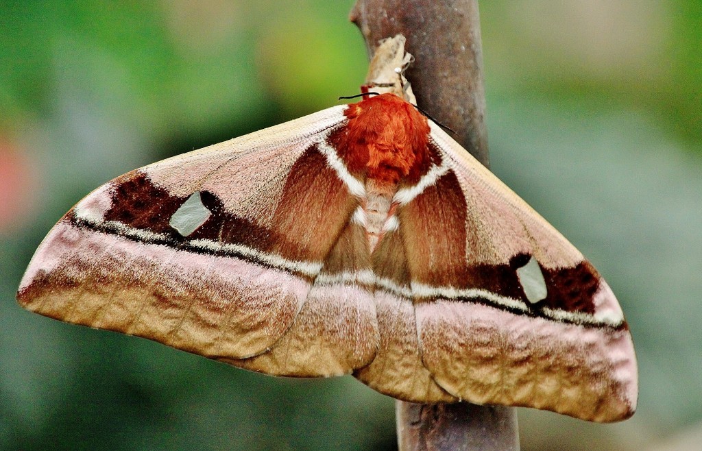 Foto: Mariposario - Benalmádena (Málaga), España