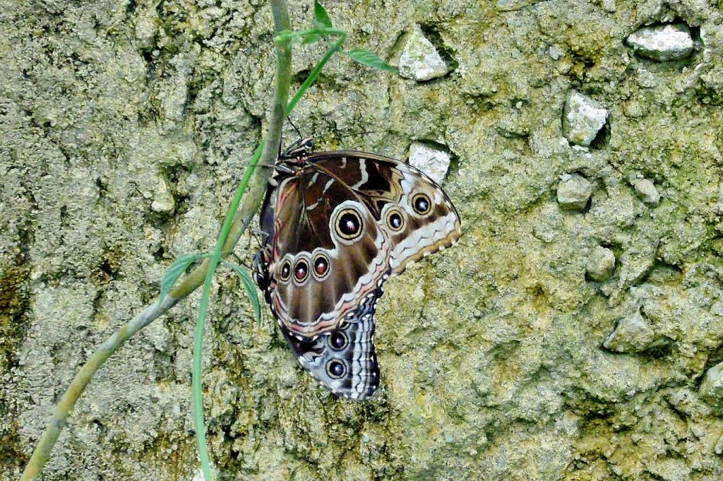 Foto: Mariposario - Benalmádena (Málaga), España