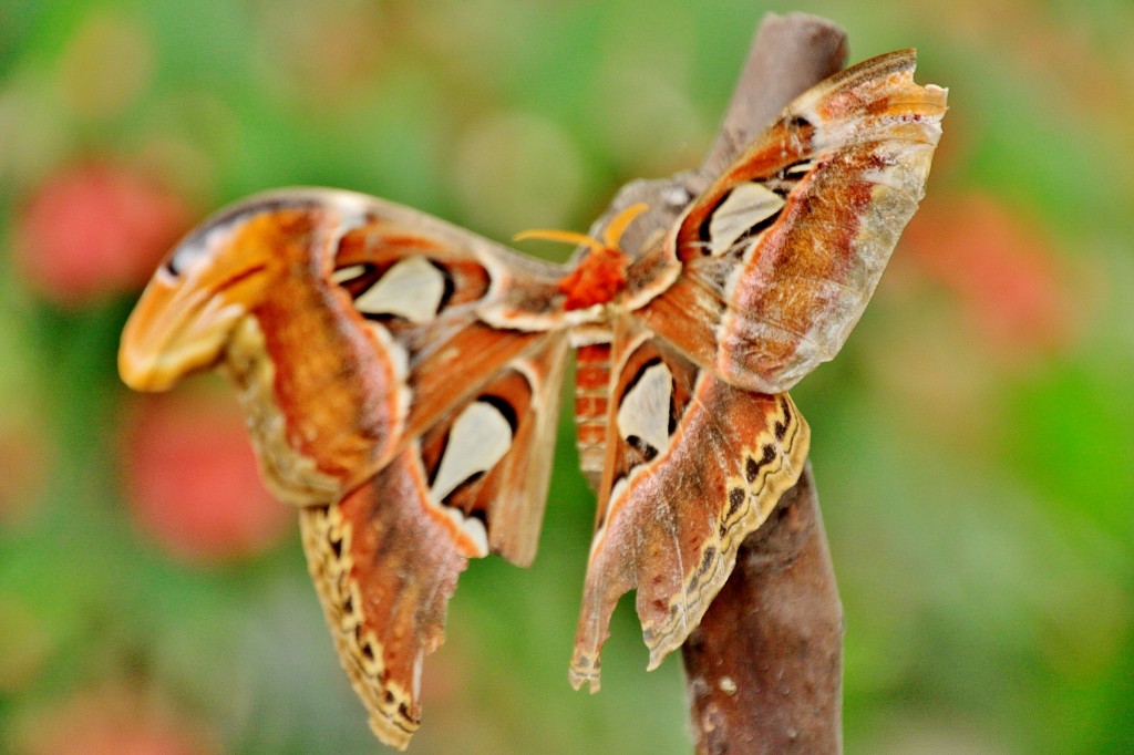 Foto: Mariposario - Benalmádena (Málaga), España