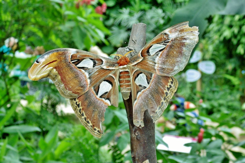 Foto: Mariposario - Benalmádena (Málaga), España