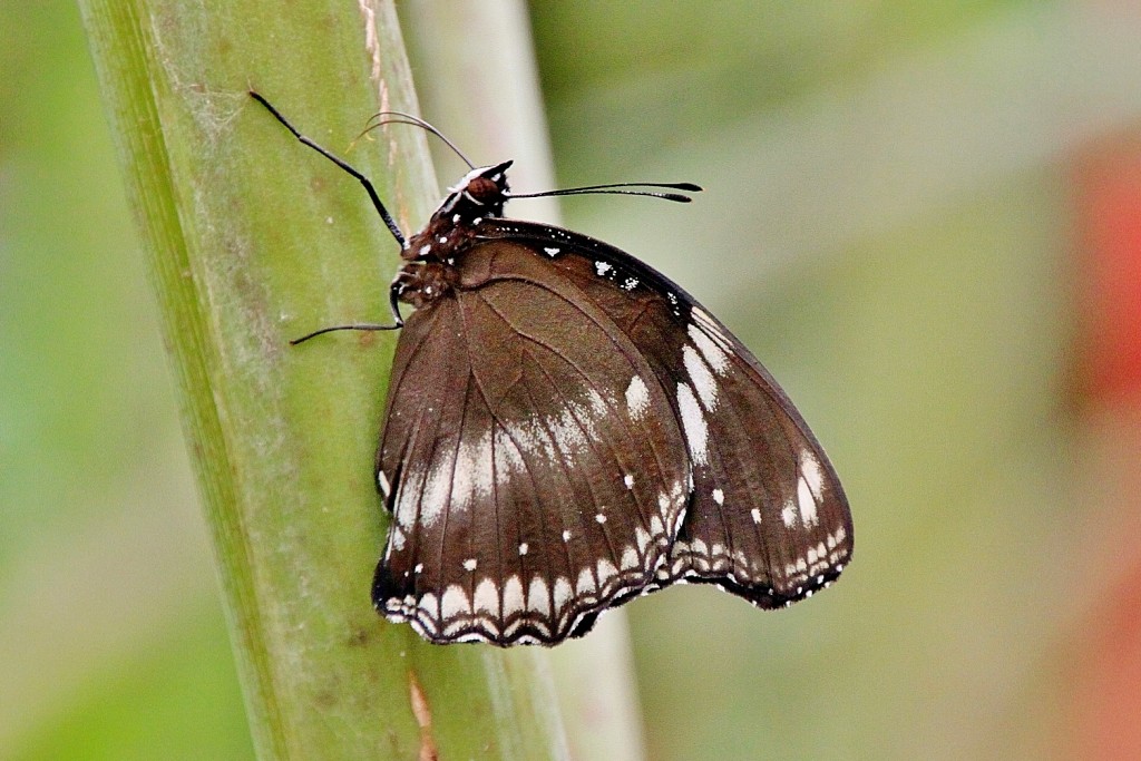 Foto: Mariposario - Benalmádena (Málaga), España