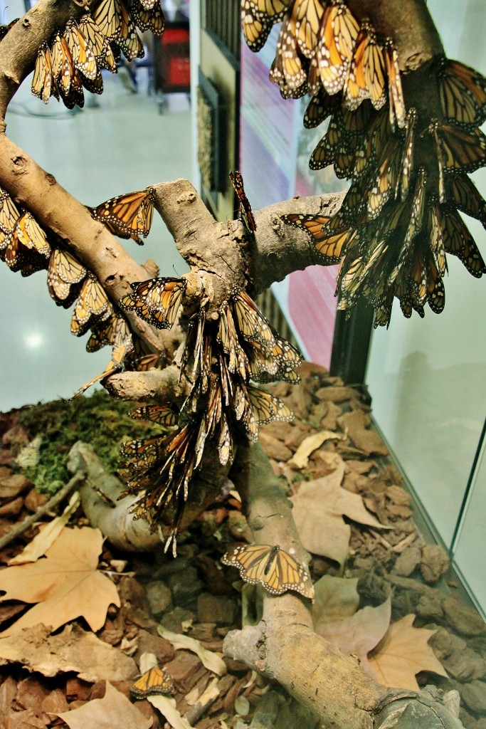 Foto: Mariposario - Benalmádena (Málaga), España