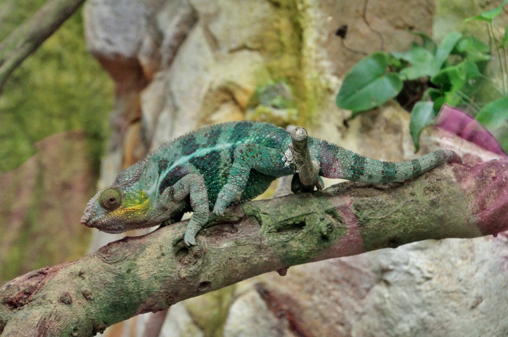 Foto: Mariposario - Benalmádena (Málaga), España