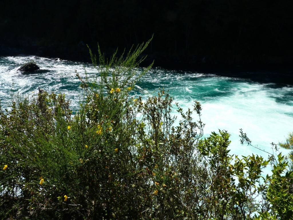 Foto: Parque Nacional Vicente Pérez Rosales. - Osorno (Los Lagos), Chile