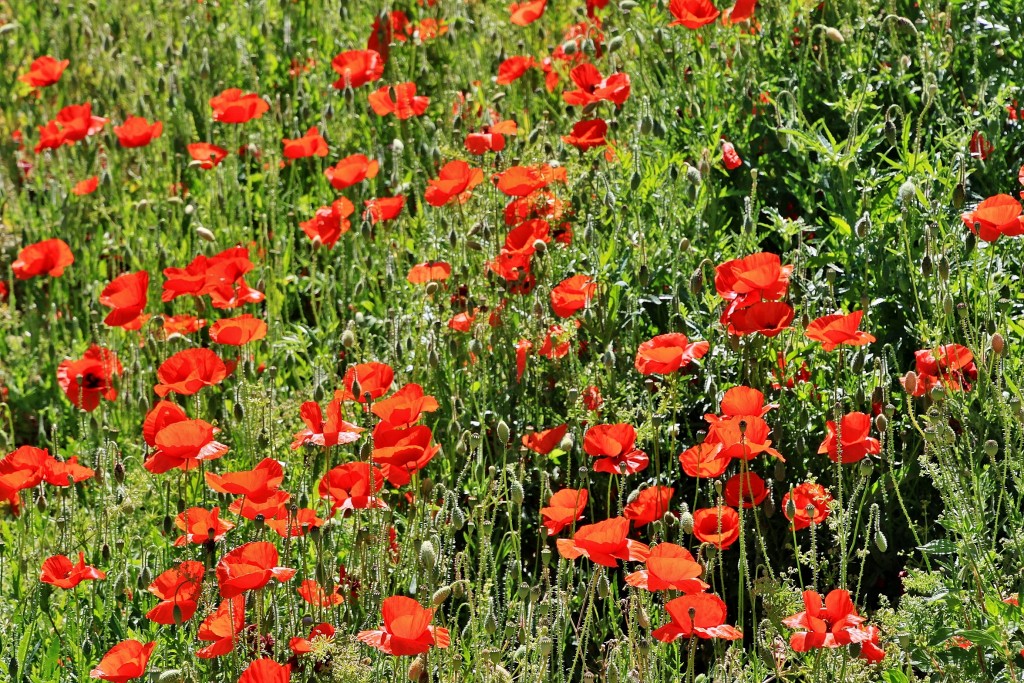 Foto: Un poco de color - Macharaviaya (Málaga), España