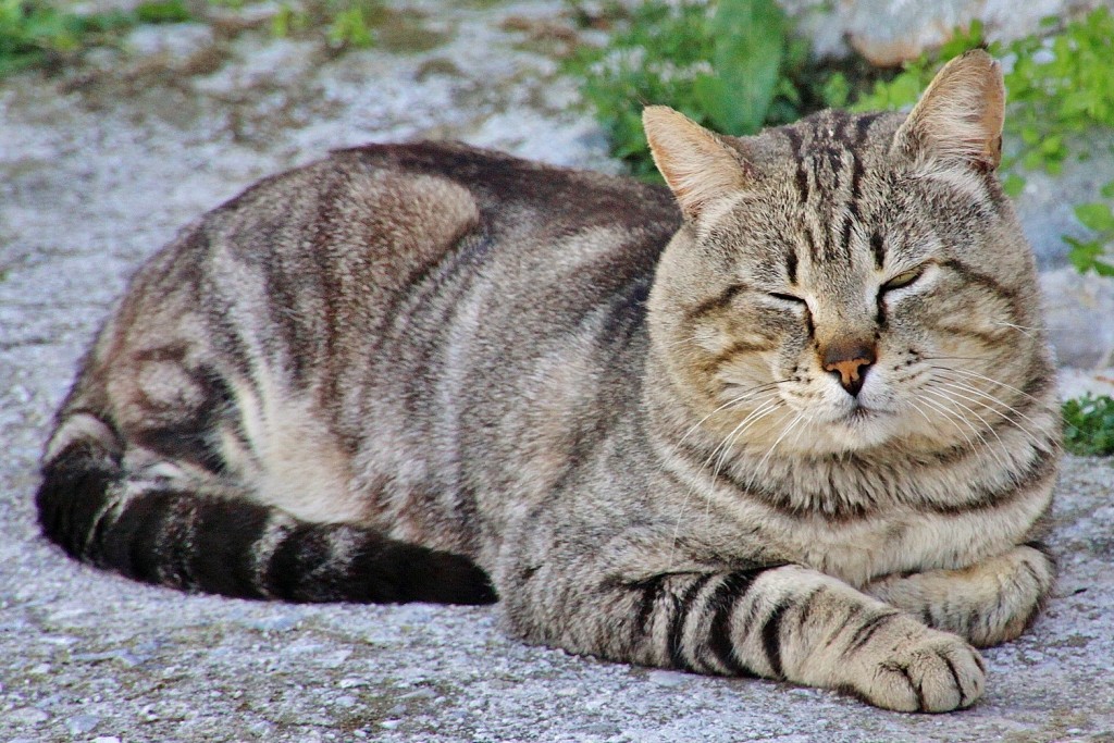 Foto: Gatito - Comares (Málaga), España