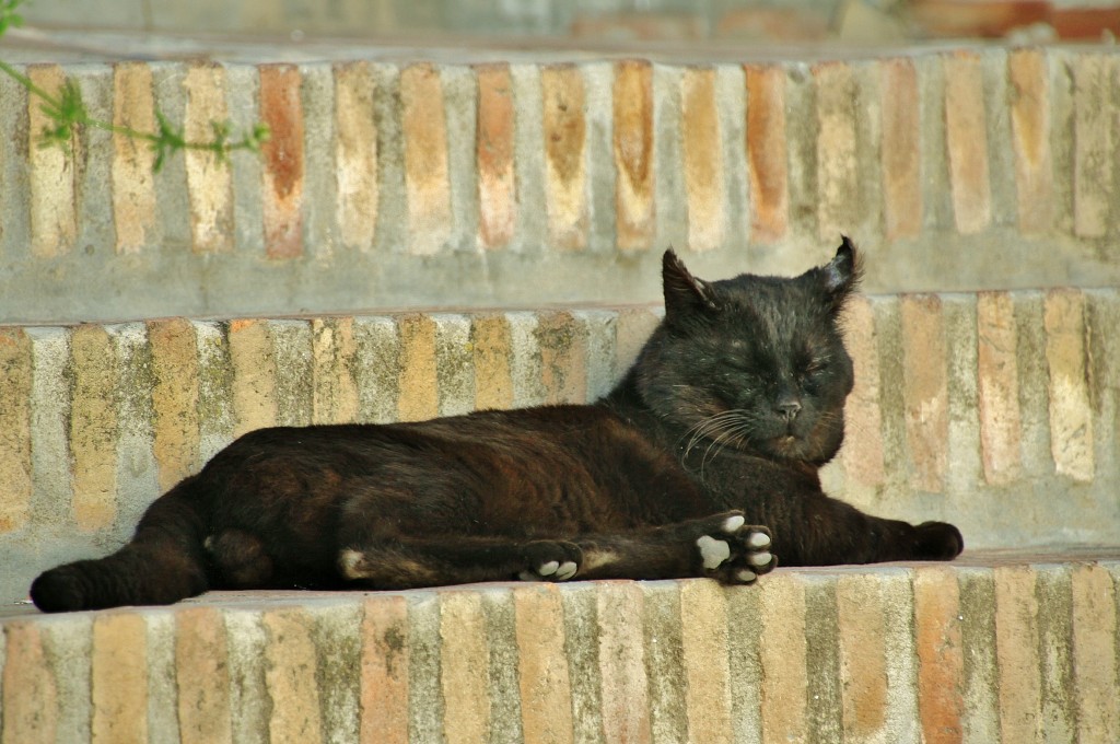 Foto: Gatito - Comares (Málaga), España