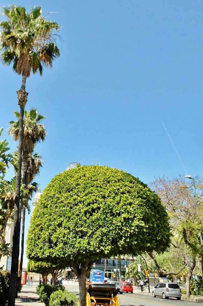 Foto: Paseo España - Málaga (Andalucía), España