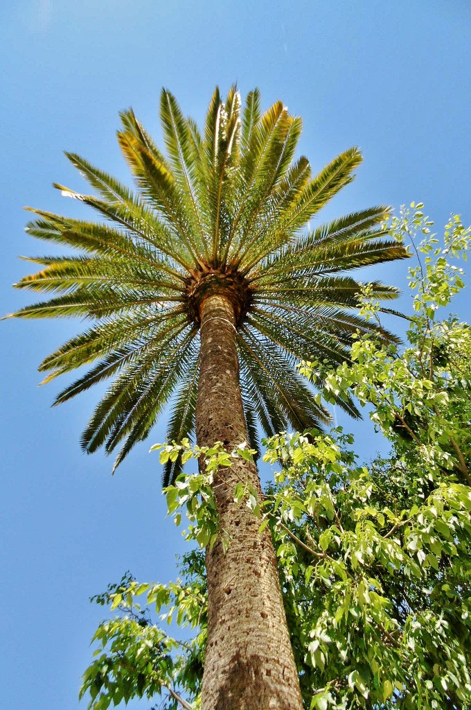 Foto: Paseo España - Málaga (Andalucía), España