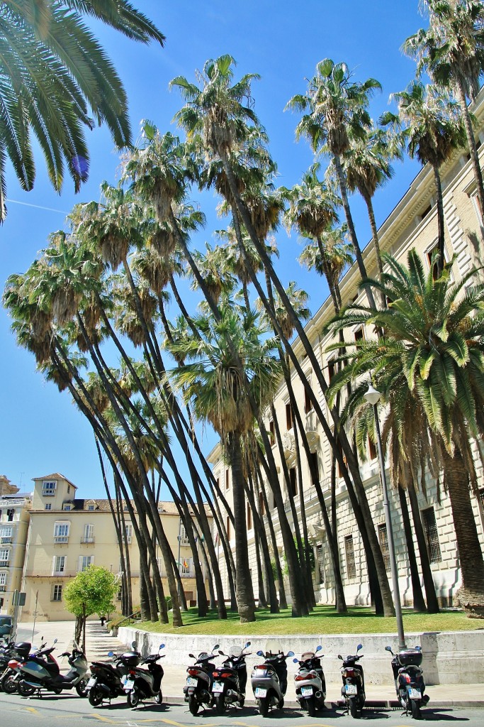 Foto: Paseo España - Málaga (Andalucía), España