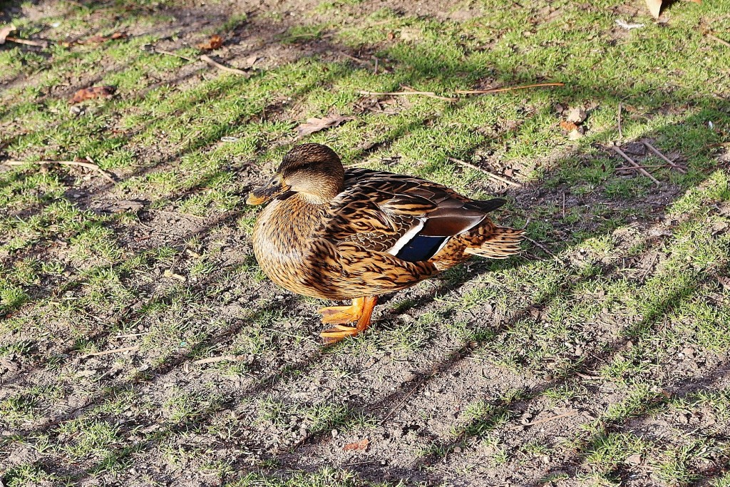 Foto: Patito en el Retiro - Madrid (Comunidad de Madrid), España