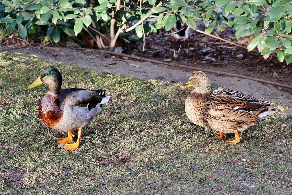 Foto: Patitos del parque del retiro - Madrid (Comunidad de Madrid), España