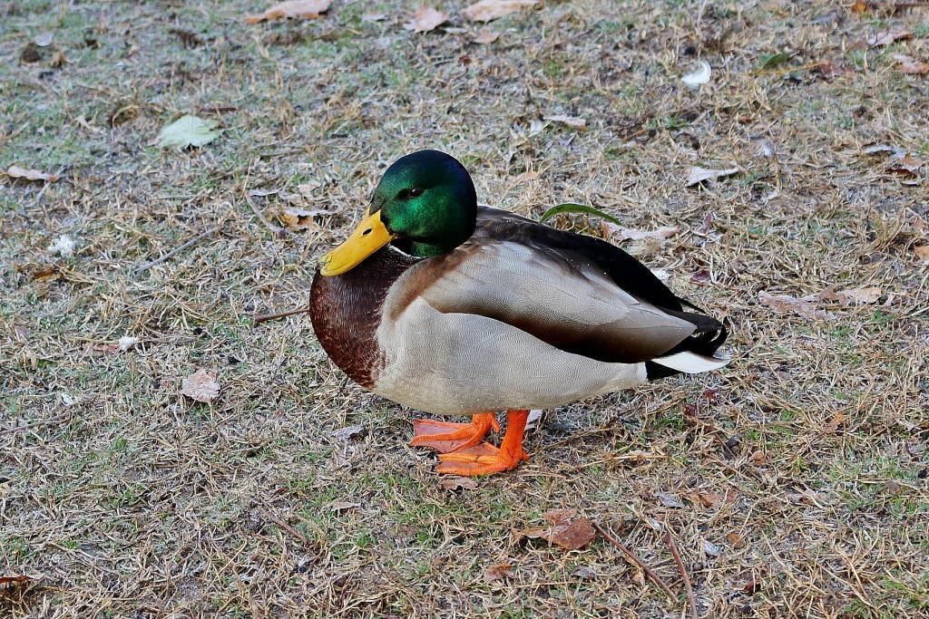 Foto: Patito en el Retiro - Madrid (Comunidad de Madrid), España