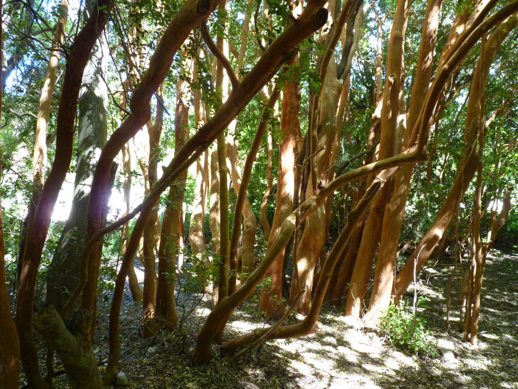 Foto: Parque Nacional Lago Puelo - Lago Puelo (Chubut), Argentina