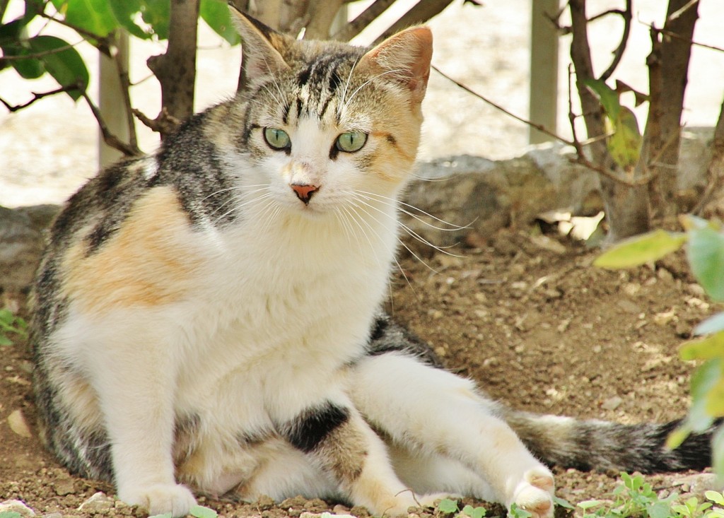 Foto: Gatito - Ronda (Málaga), España