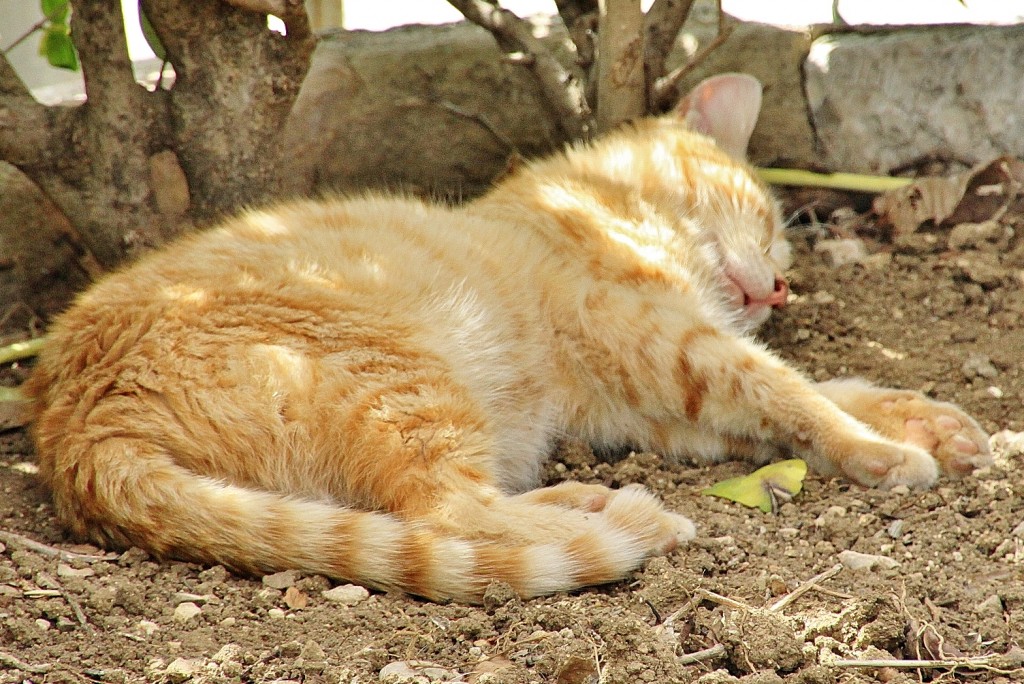 Foto: Gatito - Ronda (Málaga), España