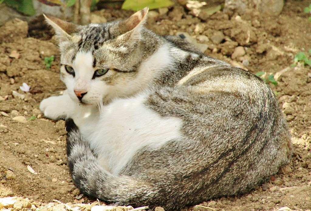 Foto: Gatito - Ronda (Málaga), España