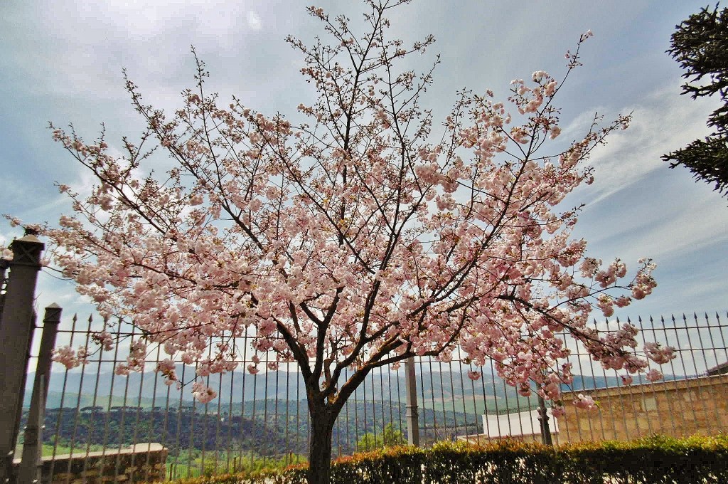 Foto: En flor - Ronda (Málaga), España