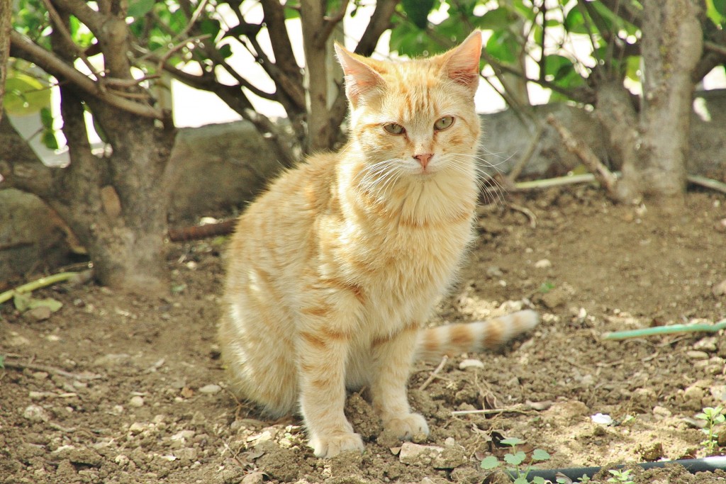 Foto: Gatito - Ronda (Málaga), España