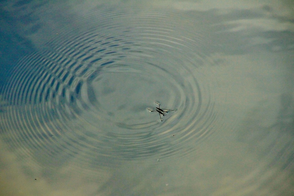 Foto: Mosquito - Ronda (Málaga), España