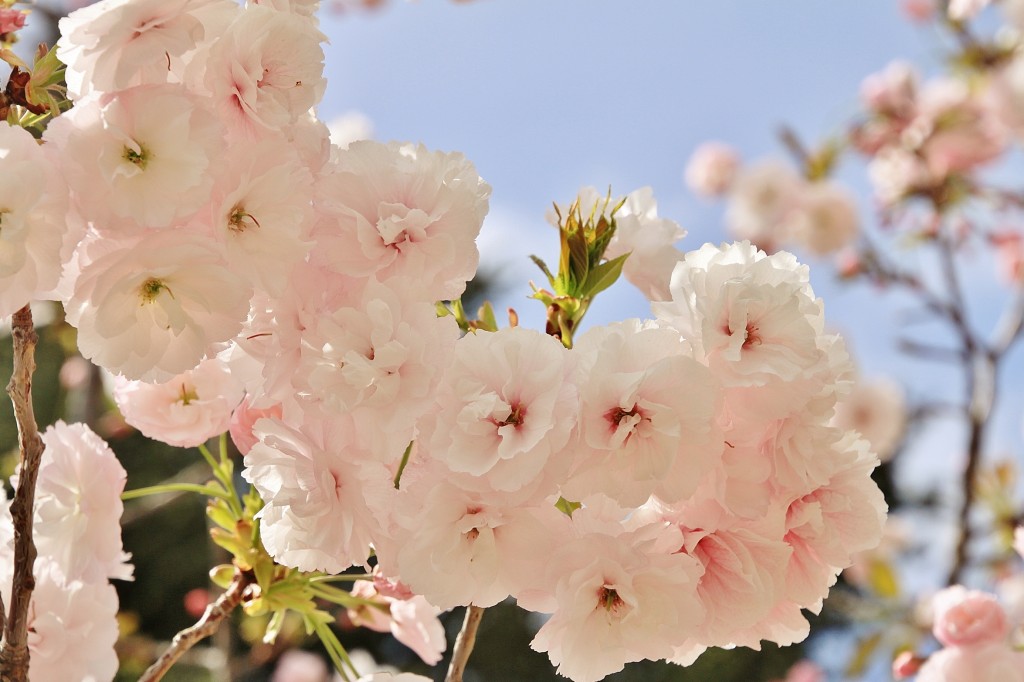 Foto: En flor - Ronda (Málaga), España