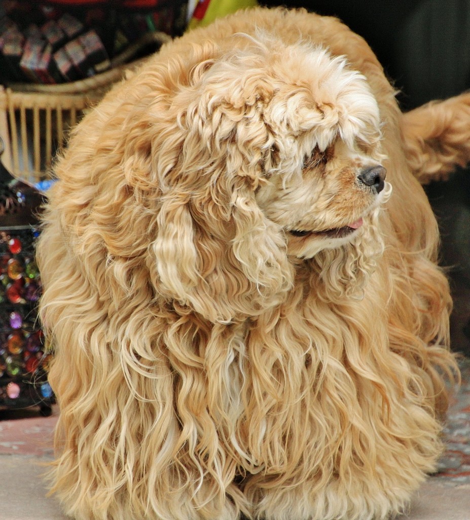 Foto: Perrito - Ronda (Málaga), España