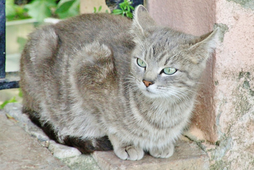 Foto: Gatito - Ronda (Málaga), España