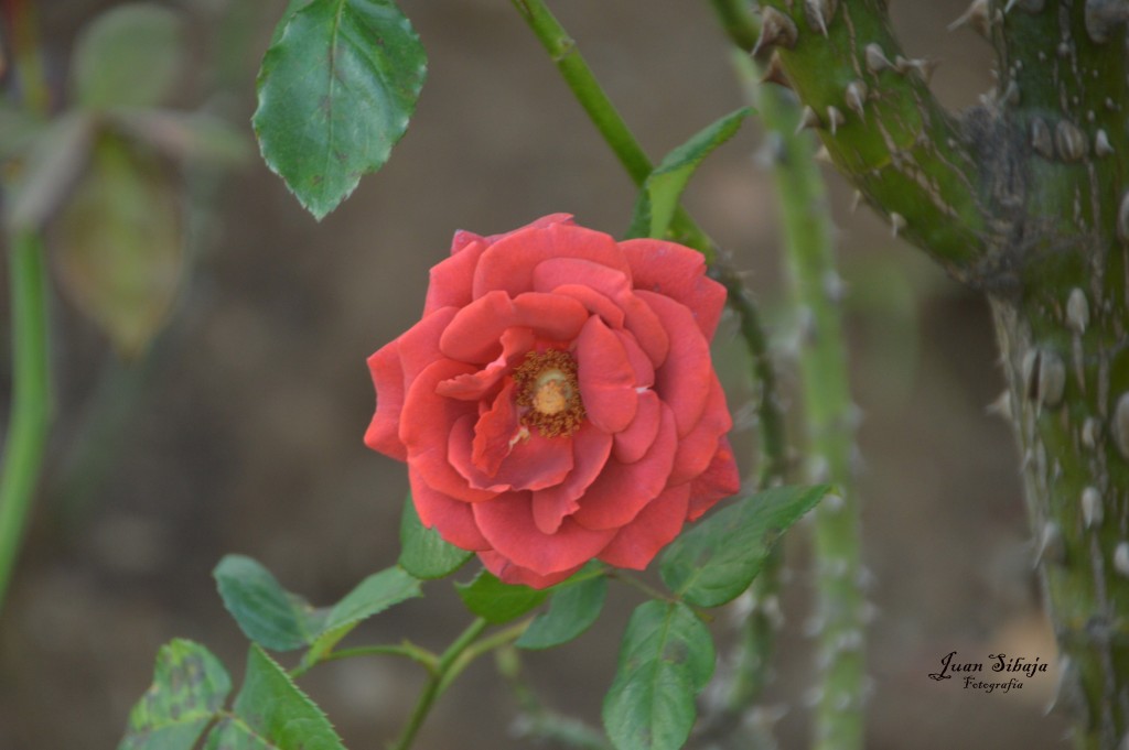 Foto: Rosa - Alajuela, Costa Rica