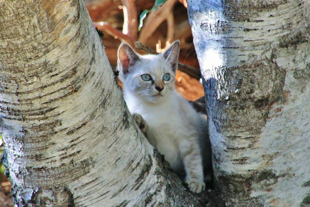 Foto: Gatito - O Cebreiro (Lugo), España