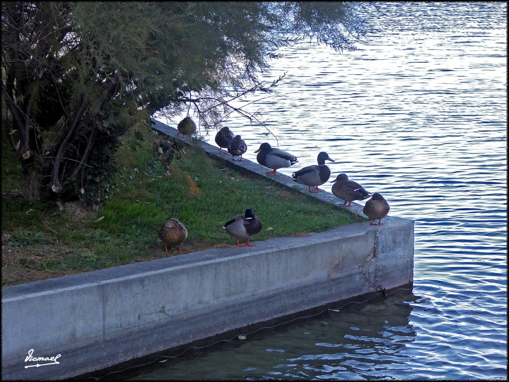 Foto: 171106-09 ZGZA.  PARQUES GOYA - Zaragoza (Aragón), España