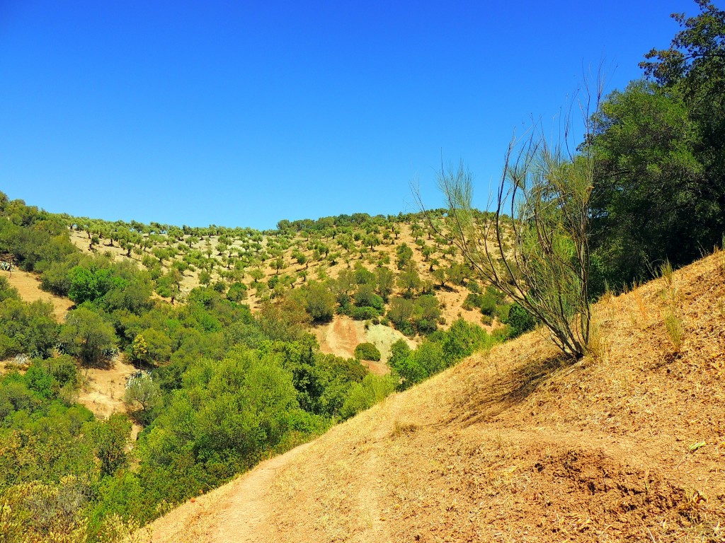 Foto de Algar (Cádiz), España