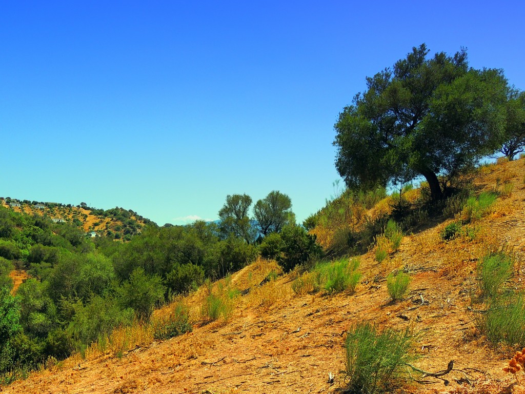 Foto de Algar (Cádiz), España