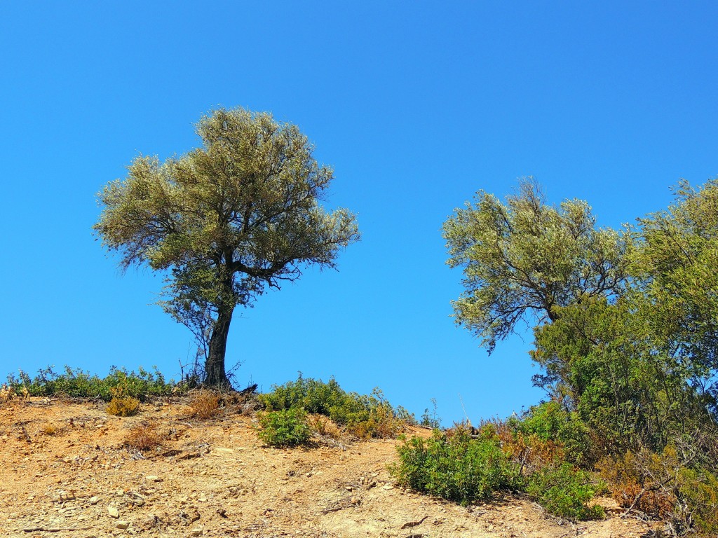 Foto de Algar (Cádiz), España