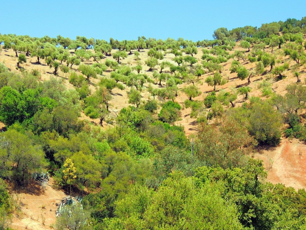 Foto de Algar (Cádiz), España