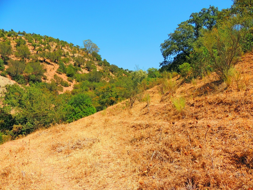 Foto de Algar (Cádiz), España