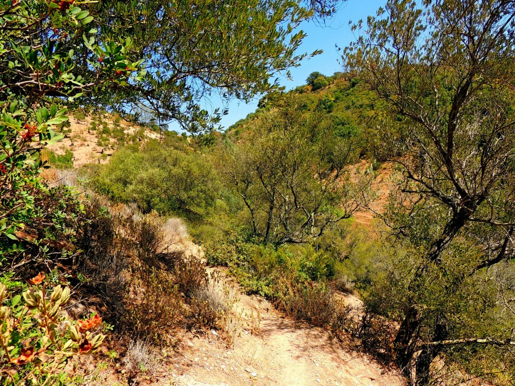 Foto de Algar (Cádiz), España