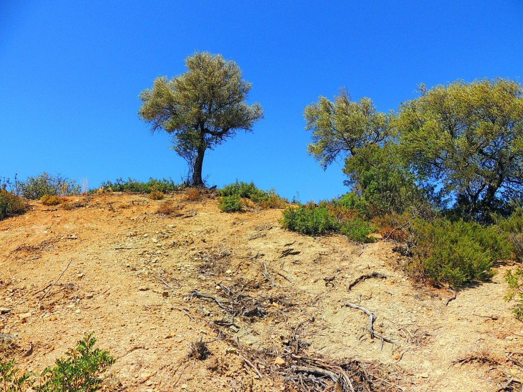 Foto de Algar (Cádiz), España